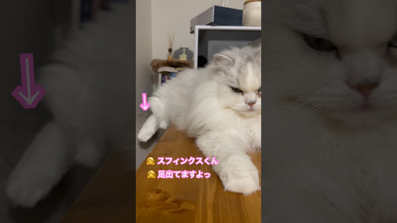 かわいいスフィンクスさんになっちゃった我が家の猫がこちらです… #cat #catvideos #minuet #猫 #ミヌエット #猫のいる暮らし #スフィンクス