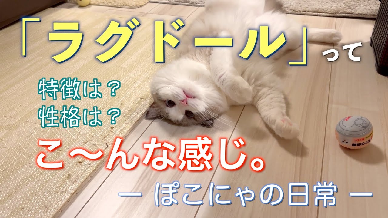 ラグドールをお迎えするのはおすすめ出来る？ぽこにゃの日常はこんなんです。