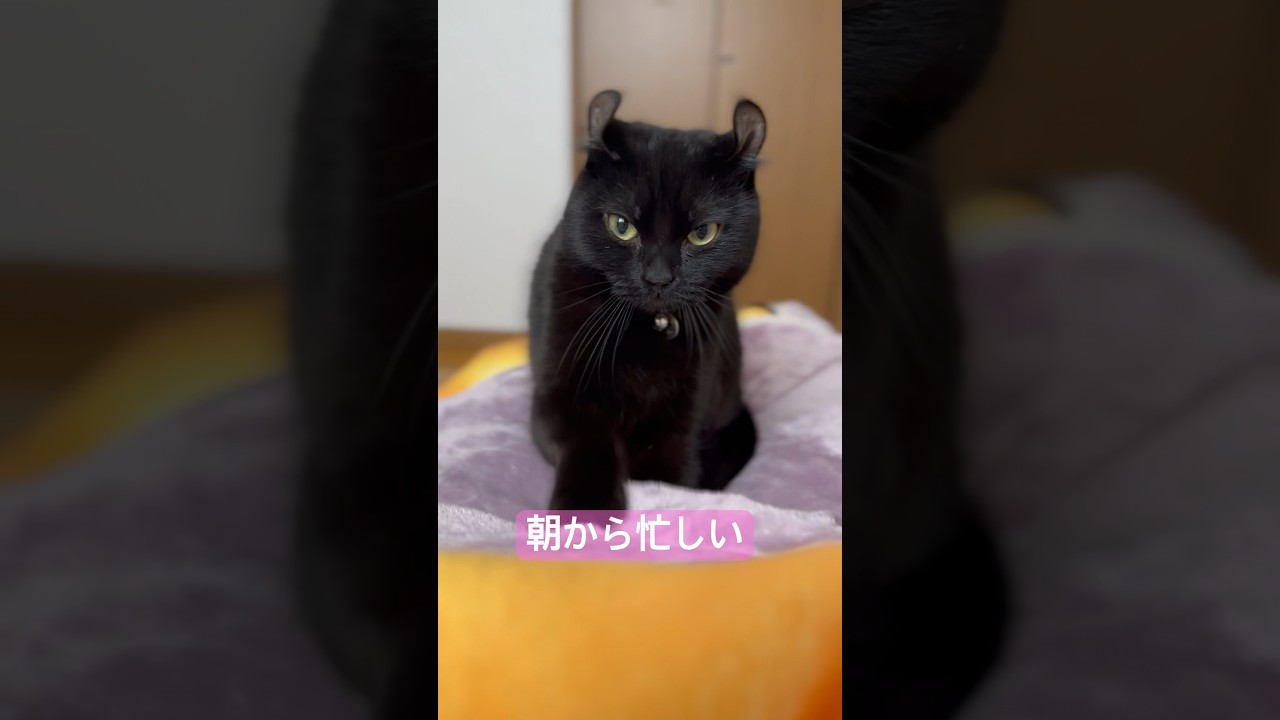 目が覚めたら忙しそうな猫様が身体の上に乗っていました🐈‍⬛エマ様のふみふみは絶品です…🫰🏻❤️‍🔥#shorts  #アメリカンカール #cat #ねこ #猫 #黒猫