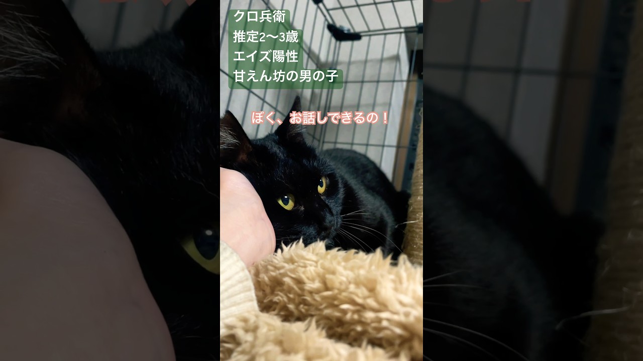 甘えん坊な男の子 #さかがみ家 #保護犬 #保護猫 #坂上忍 #dogs #cats #shorts