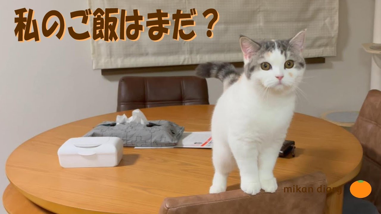 【スコティッシュフォールド】ご飯が出てくるまでじっと見てくるみかん