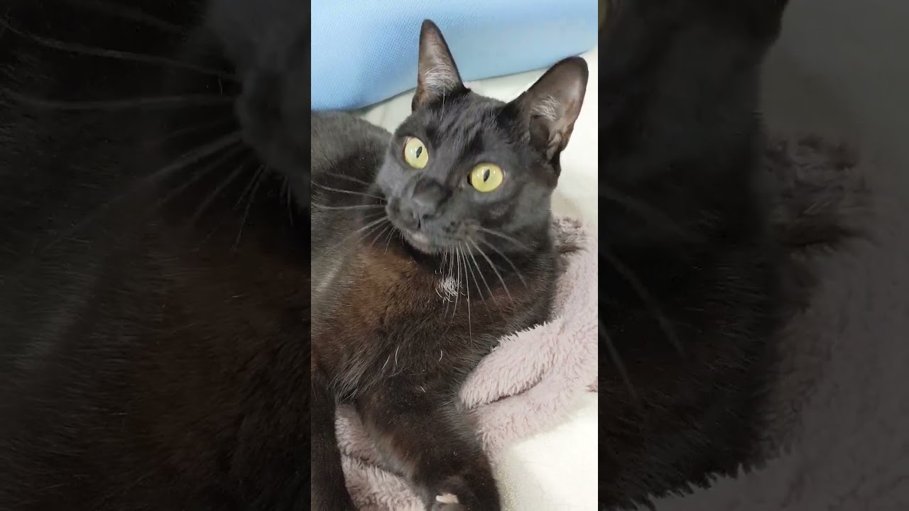 上を向いている猫。