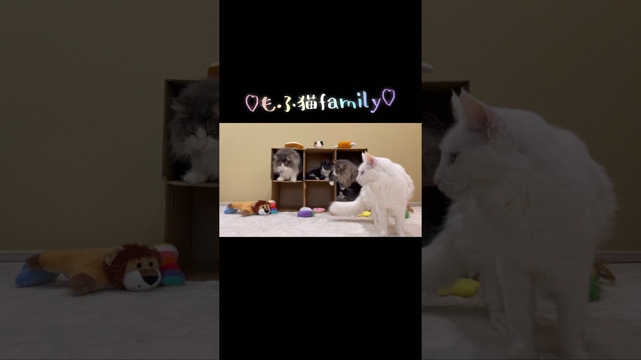 ♡もふ猫family♡#cat #猫 #子猫 #ターキッシュアンゴラ #ノルウェージャンフォレストキャット #shorts