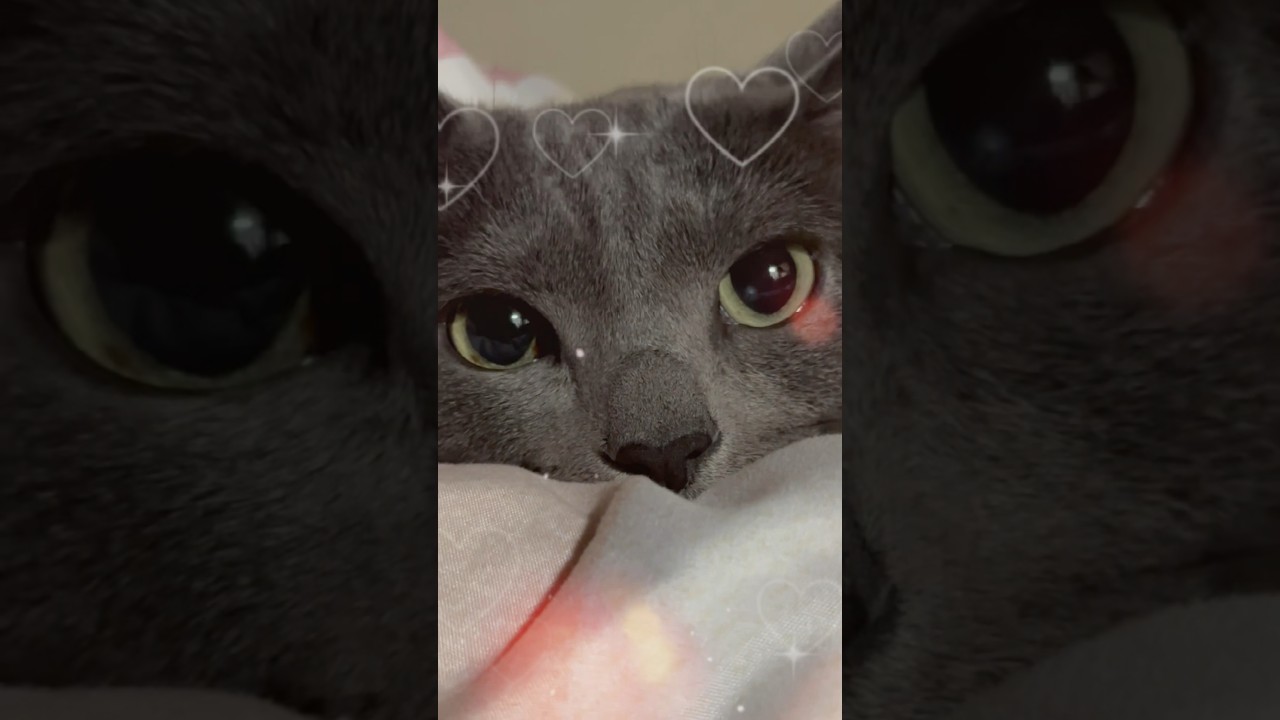 【ロシアンブルー】めろん、最後のお顔〜幼く見えるね🤭【猫】#shorts