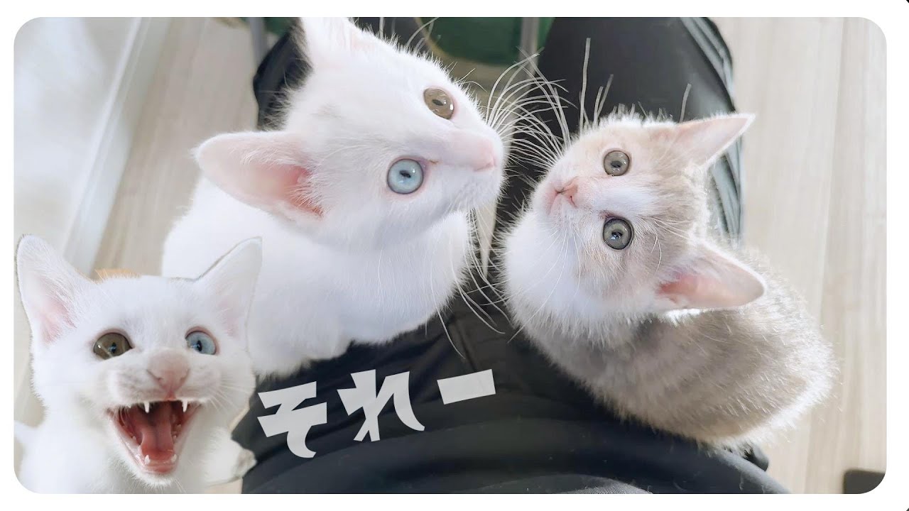 【子猫】「ムシャムシャムシャ」遊んだ後は食欲旺盛！【保護猫生活57日目】