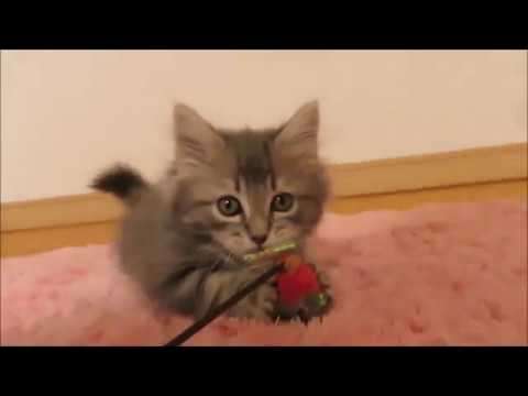 ★トロのおうち★短足キンカローの男の子