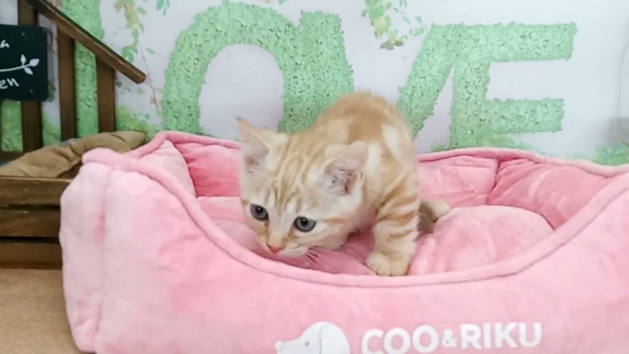 663175 スクーカム