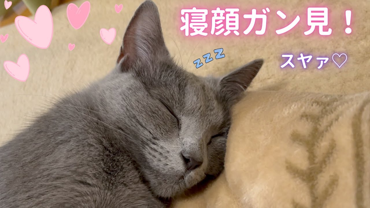 そらママ😎スパイ大作戦〜EP1〜（ロシアンブルー）