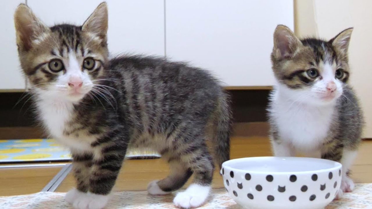 子猫達について重要なご報告があります【赤ちゃん猫　保護猫】