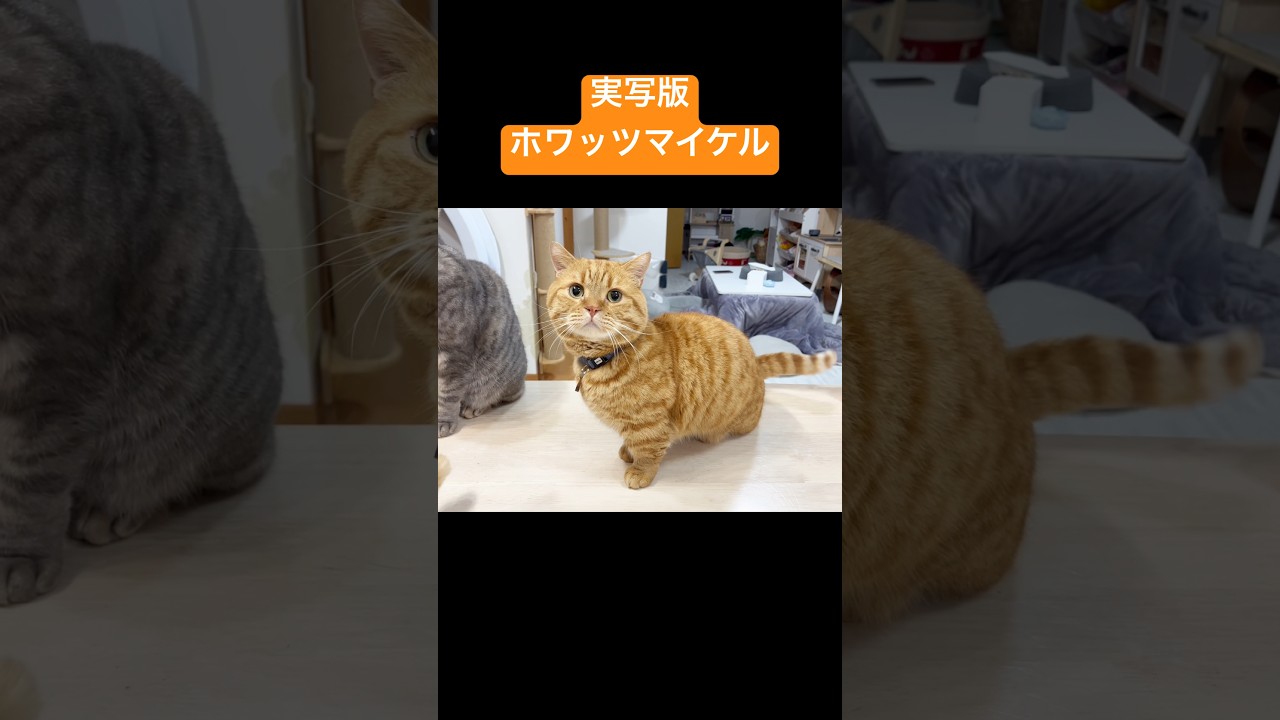実写版ホワッツマイケル #猫 #マンチカン #shorts
