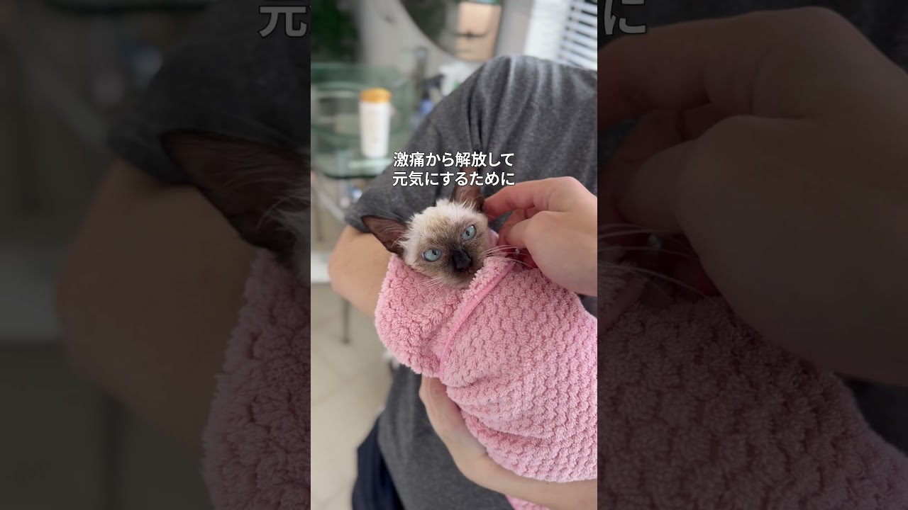 片足を失った子猫の大逆転