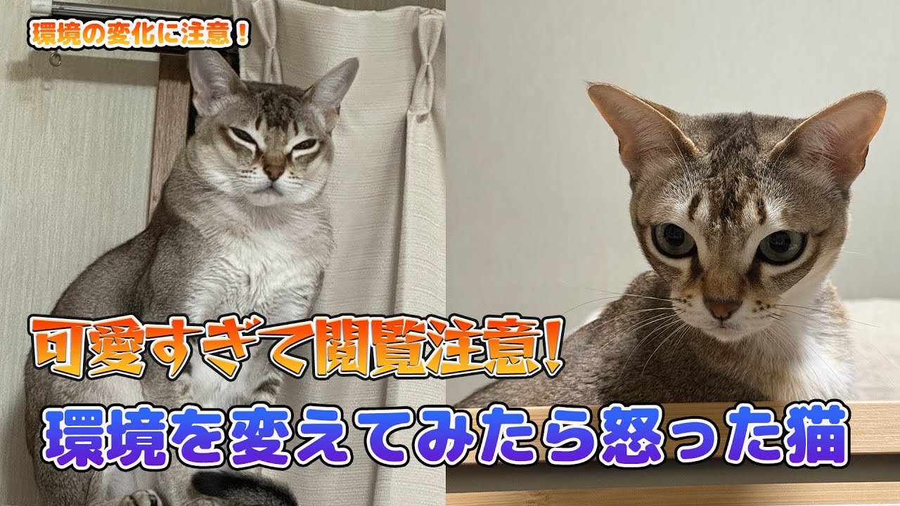 【シンガプーラ】興奮している時の猫がこちらです
