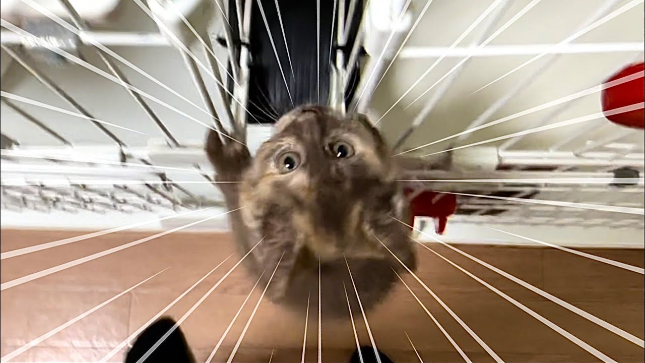 とてつもない勢いで登ってくる子猫の狙いは！？【保護猫】