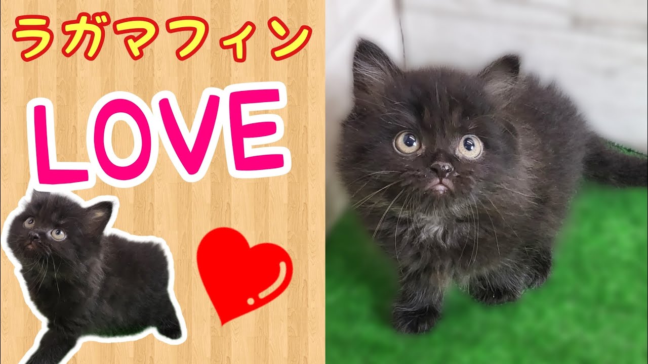 ラガマフィン・仔猫【川崎小田栄店】