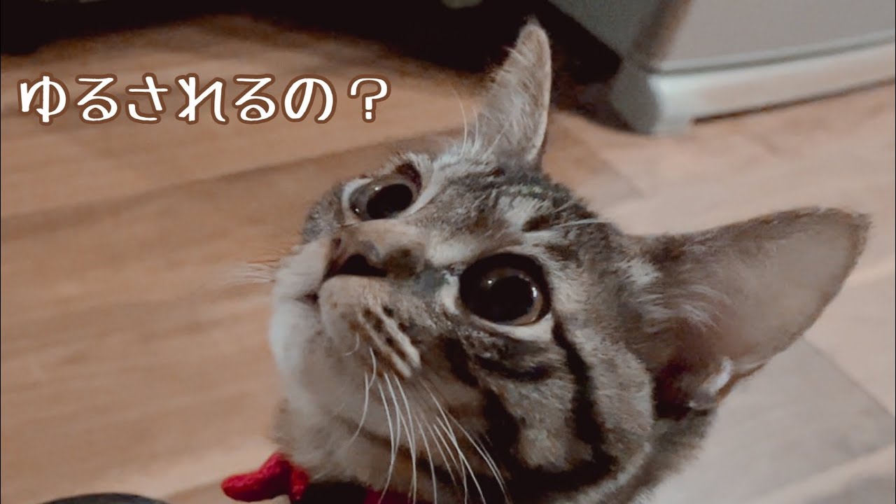保護猫がとんでもない行動に…！猫限定で特別に許されるみたいですw