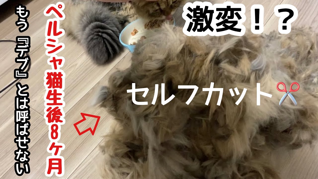 【生後8ヶ月子猫】ペルシャ猫は実はスタイル抜群だった！？2頭身だった猫が10頭身に？！チンチラペルシャ｜ペティオセルフトリマー｜猫セルフカット