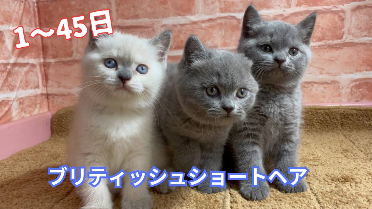 ブリティッシュショートヘア子猫【1~45日】成長の記録ポイントカラーの色付き方は不思議ですね