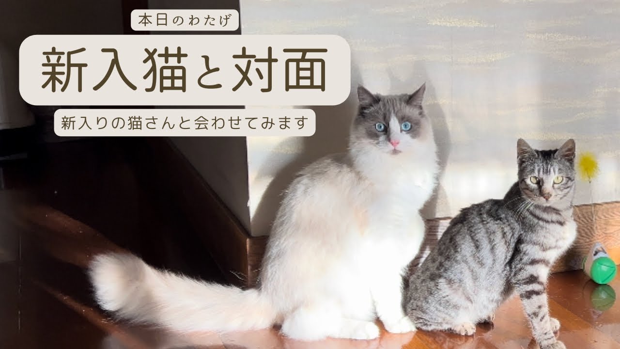 【ラグドールのわたげ】新入り猫さんと対面させてみた