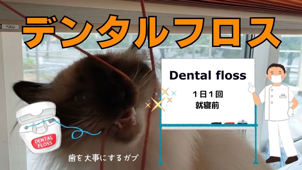 歯を大切にするガブ【デンタルフロス】Dental floss（バーマン猫）Birman/Cat