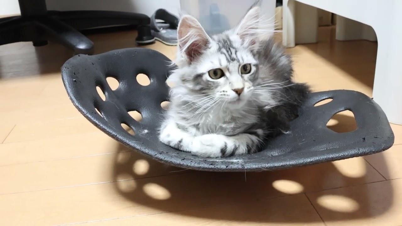 生後4ヶ月シルバーのメインクーン子猫モニカちゃん