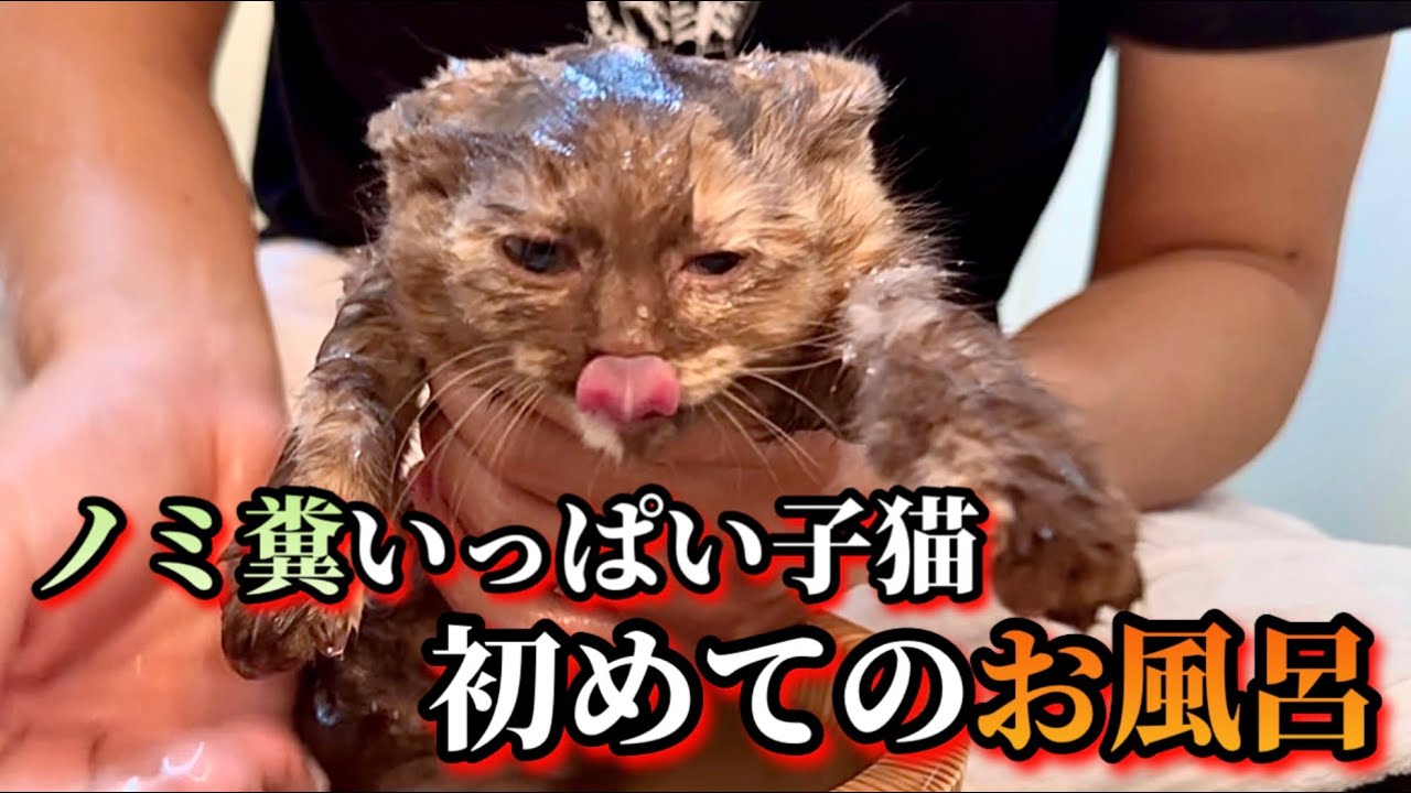 大暴れ！？初めてのお風呂で保護した子猫がこうなりました。  #6
