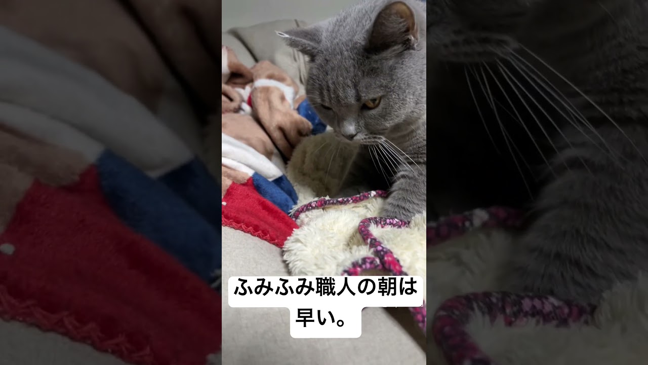 ふみふみ職人の朝は早い              #シャルトリュー #kawaii #cat #猫 #ねこ#chartreux #japan #かわいい