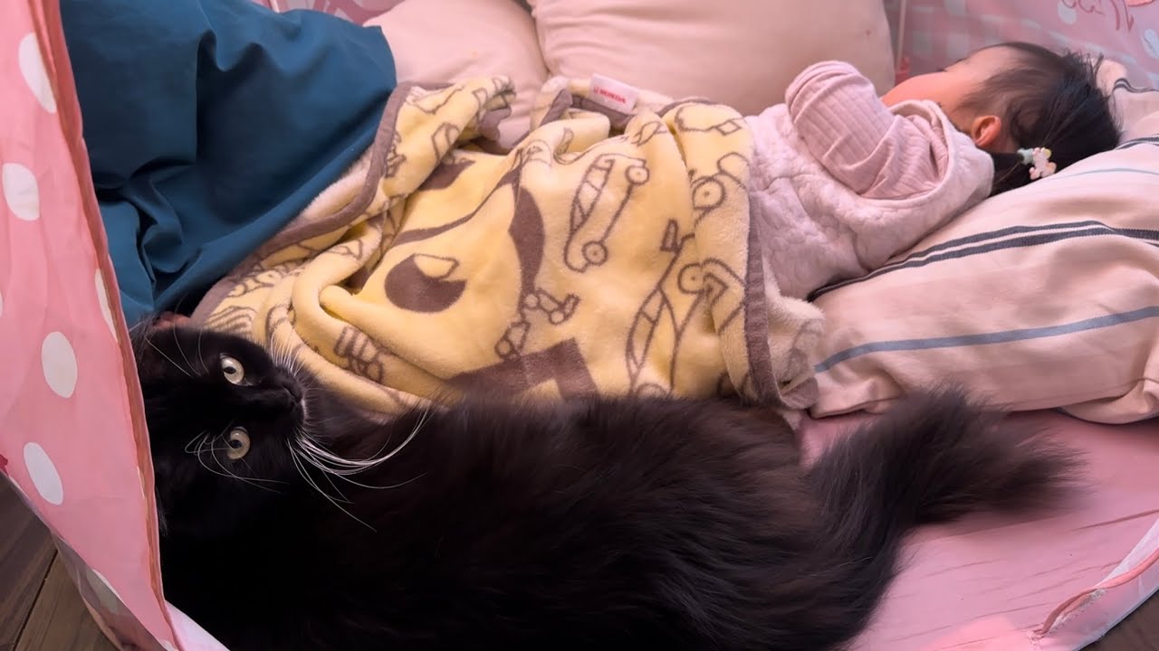 ちゃっかり甘え、テントに入る猫　ラガマフィンShrewd cat. Ragamuffin.