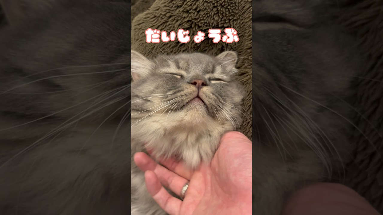 子猫が全力でエールを送ります🎌#cat #ラガマフィン #おすすめ #かわいい #つまみちゃん #ラガマフィン #猫 #ねこのいる生活 #子猫 #shorts