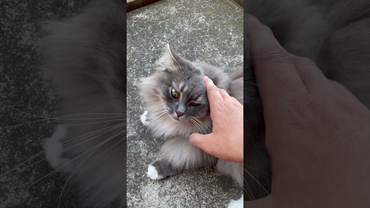 サイベリアン猫日記【2023.05.04】1歳10ヶ月 #siberiancat
