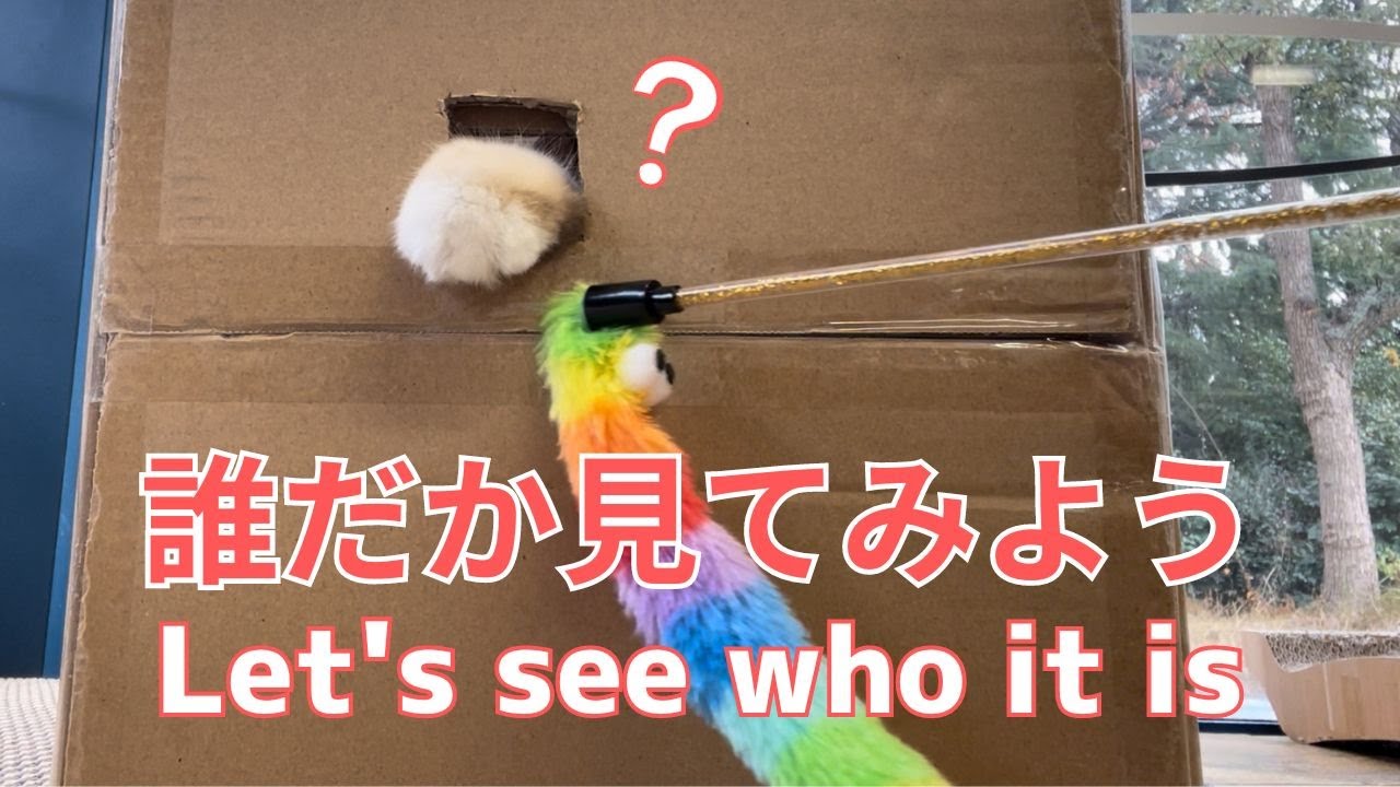 バーマン猫ラフ【誰だか見てみよう】Let's see who it is（バーマン猫）Birman/Cat