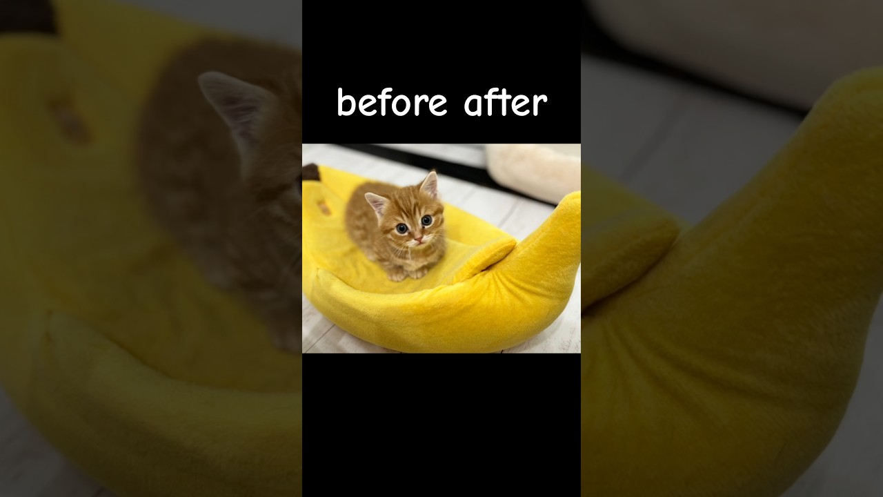 ねこもふファミリーの昔と今！ #猫 #子猫 #shorts