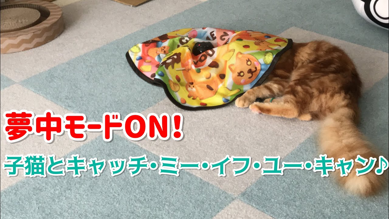 夢中モードON！電動おもちゃに大はしゃぎの子猫