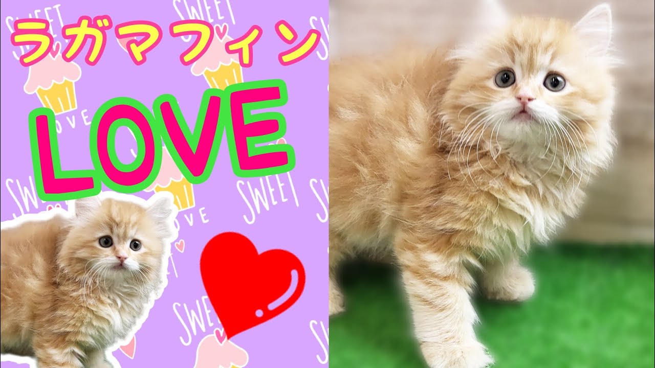 ラガマフィン・仔猫【厚木下荻野店】