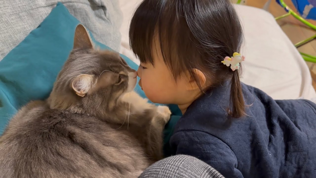 すり抜け逃げていても寝ている2歳児には寄り添う猫　ノルウェージャン　ラガマフィンA cat that cuddles with children when they are sleeping.