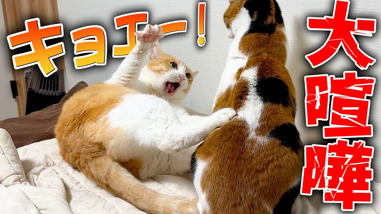 【喧嘩】顔面を噛まれた猫からとんでもない声が出てしまいました…