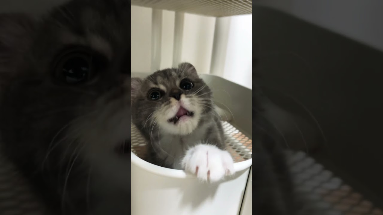 全方向美にゃんこ #猫 #子猫 #cat #猫のいる暮らし #猫好きさんと繋がりたい #アメリカンカール