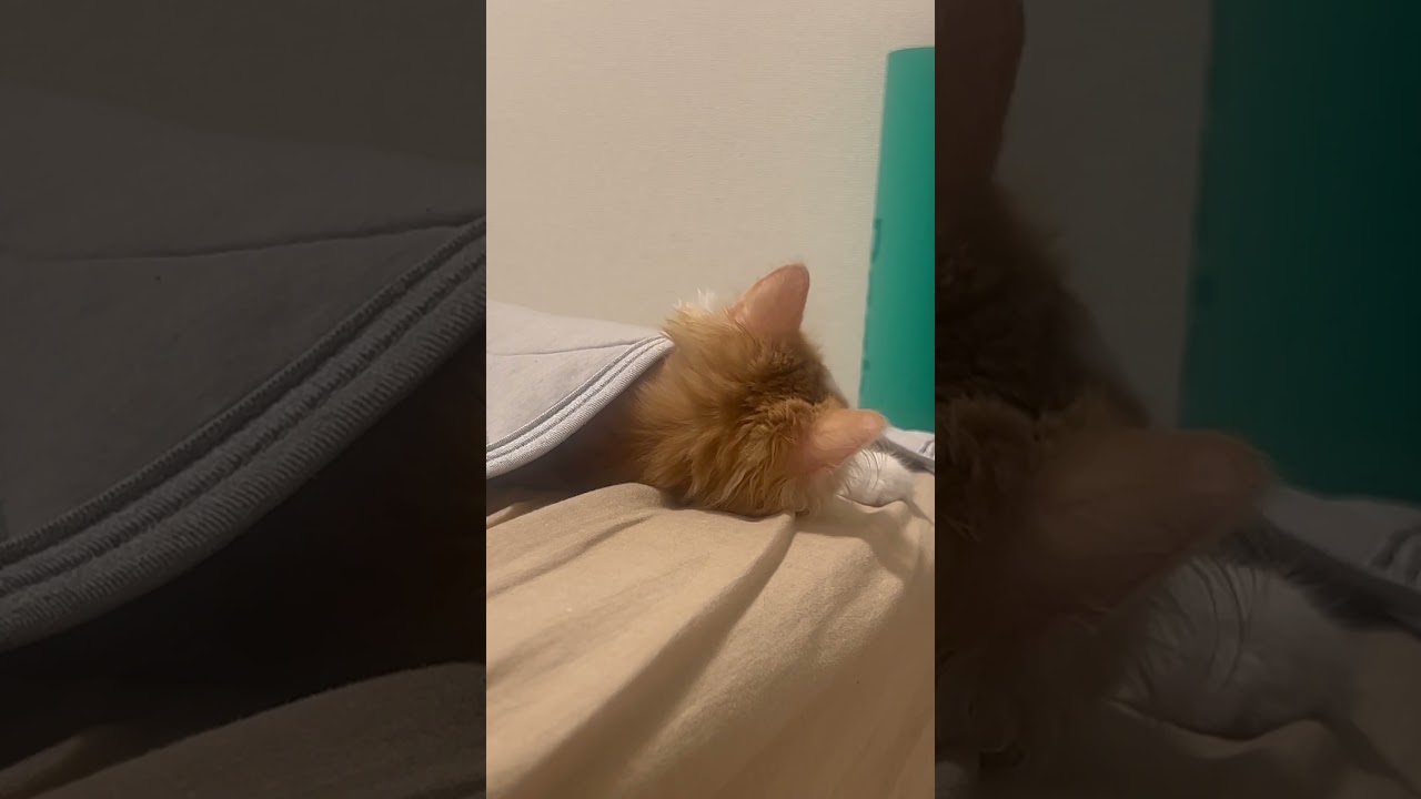 布団に入って寝てた #cat #ラガマフィン #ragamuffin #猫 #猫のいる暮らし