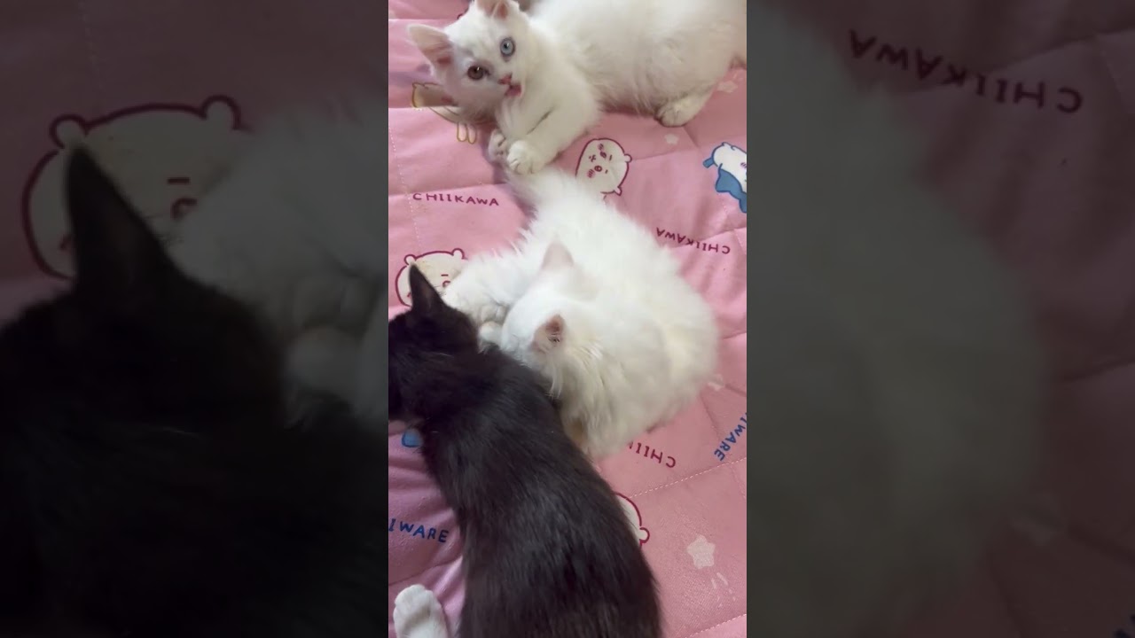 ミックス 真っ白　女の子　ペルシャMIX(少しアゴ曲がり) ワクチン込み