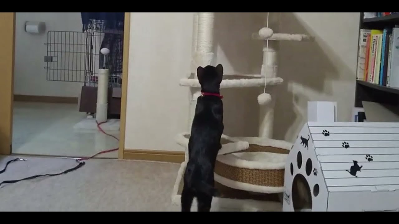 【黒猫Vlog16】猫パンチCatpunch #shorts #猫 #黒猫 #ボンベイ #Blackcat #Bombay