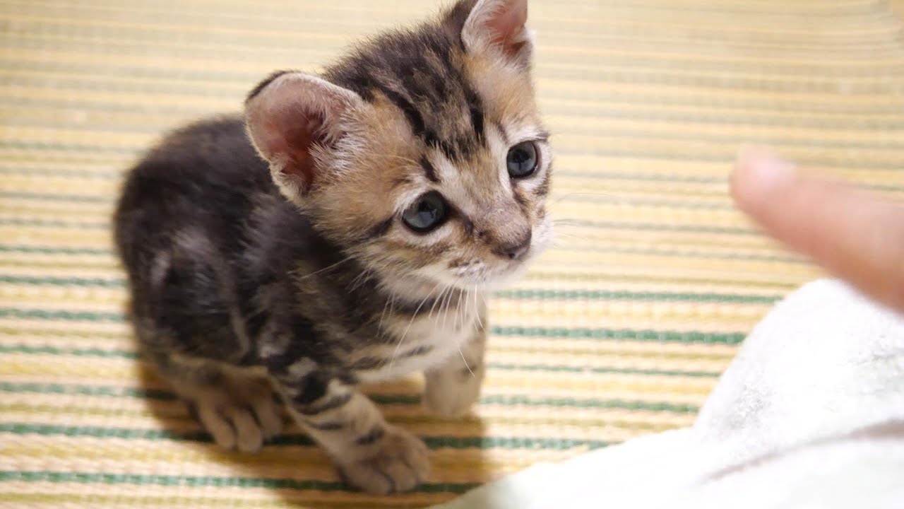 子猫の頭をチョンとしようとするママに警戒中？【赤ちゃん猫　保護猫】