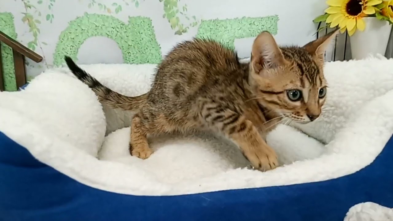 662423 ベンガル