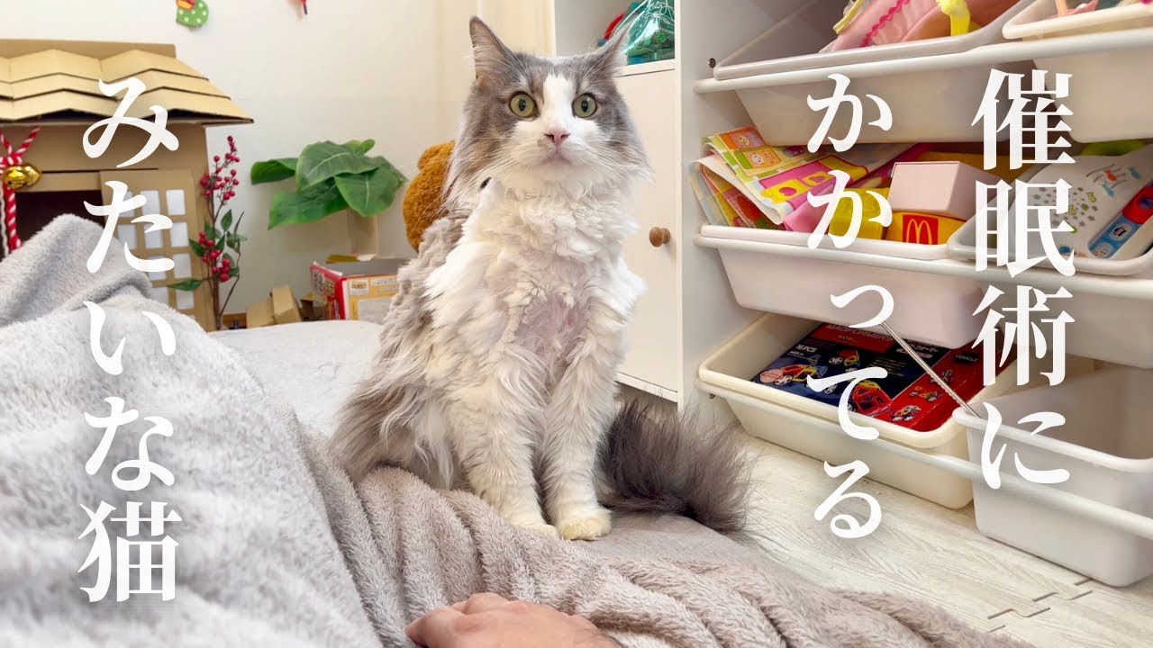 催眠術にかかってるみたいな猫。 #猫 #サイベリアン