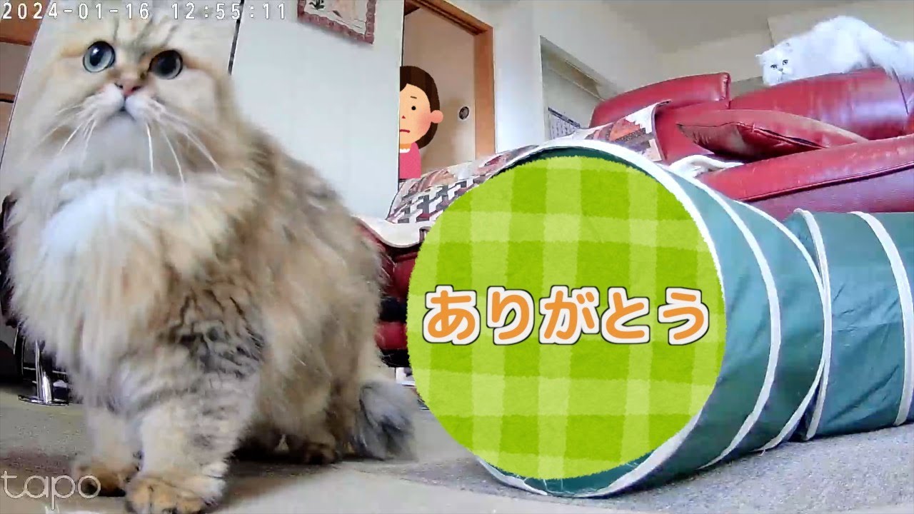 【ペルシャ猫】家族全員コロナその時わが家のペルシャ猫たちの様子が愛おし過ぎて元気が出てきた😭
