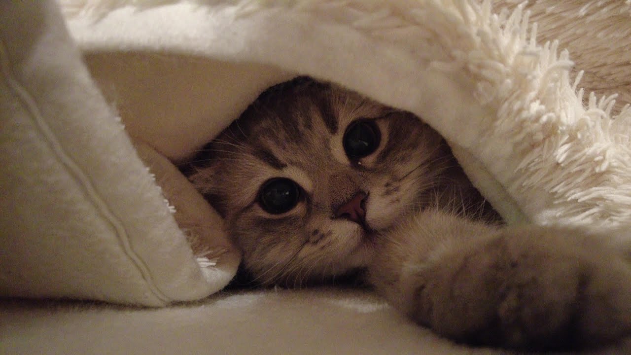 サイベリアンの子猫「りりちゃん」初めてのこたつ猫❣　やっぱり猫はこたつが好きです！