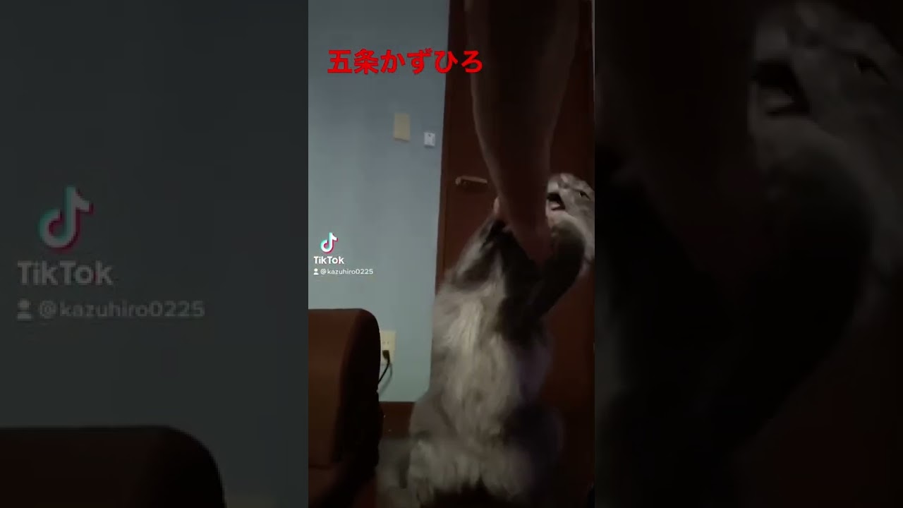 流行りに乗り遅れたアメリカンカール#shorts #呪術廻戦