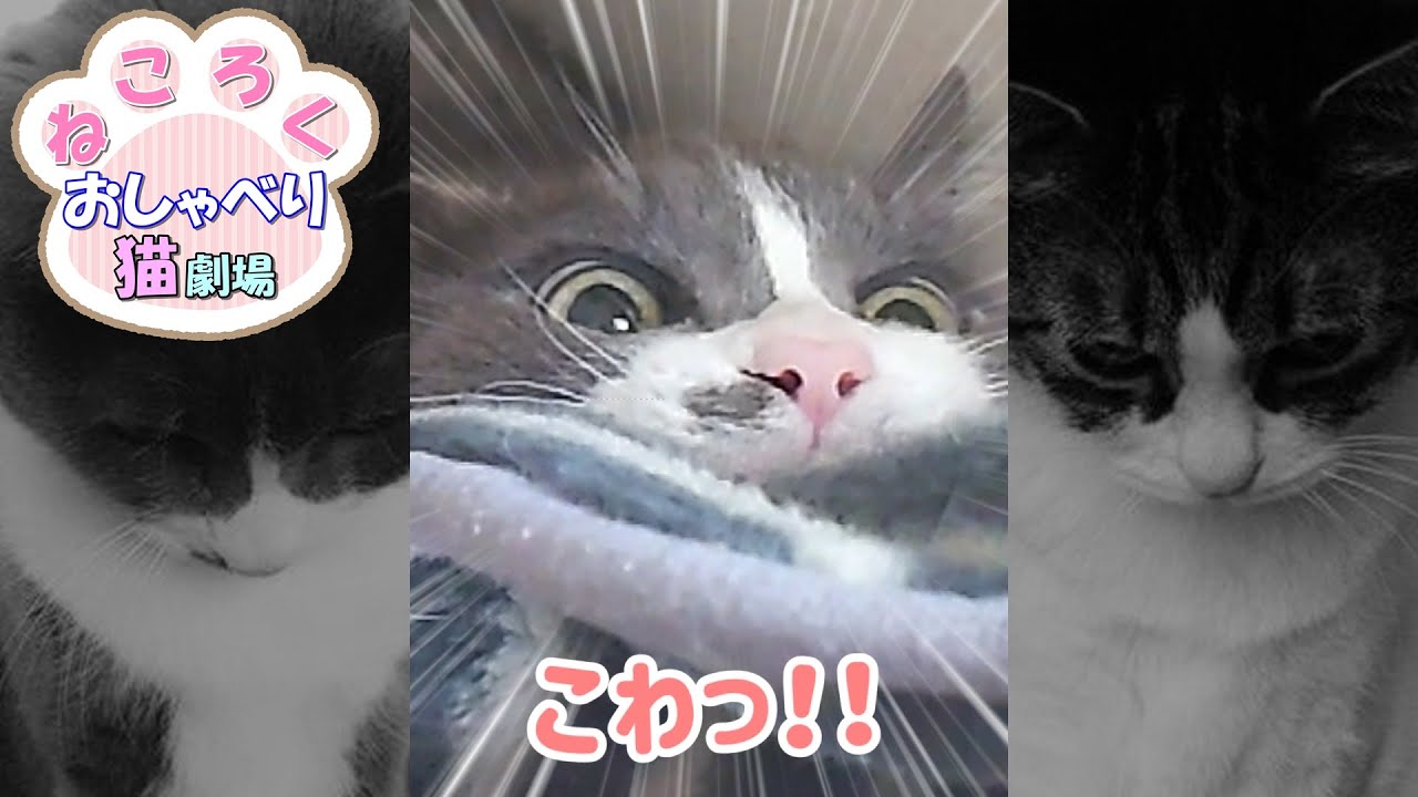 【妖怪タオル咥え】宙に浮いてもタオルを咥えて離さない猫 #Shorts