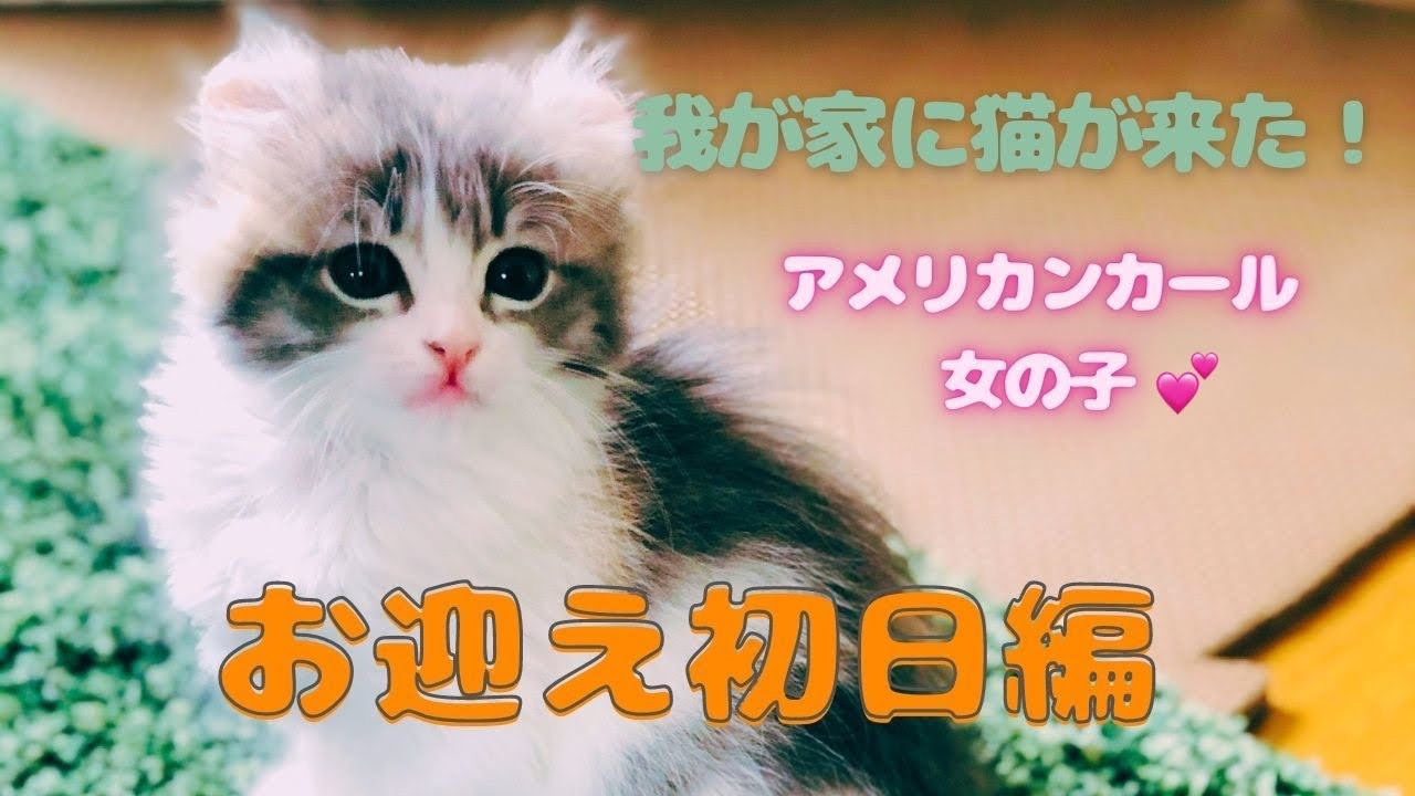 【子猫】生後2ヶ月のアメリカンカールをお迎えしました。