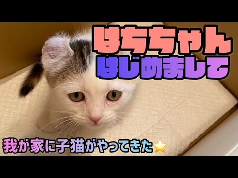 はちちゃん★はじめまして 我が家に子猫がやってきた！アメリカンカールの女の子