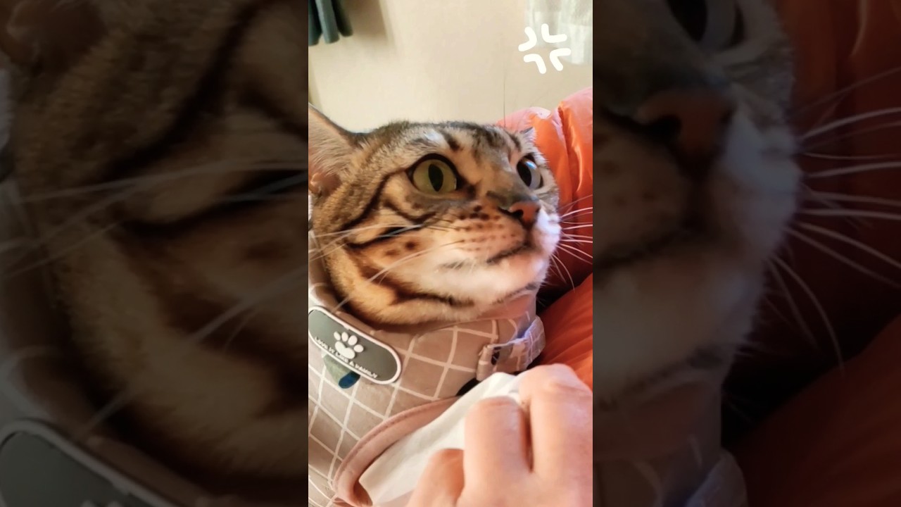 【ブチギレ💢】おとっちゃんにだけめっちゃ怒る猫　　#shorts