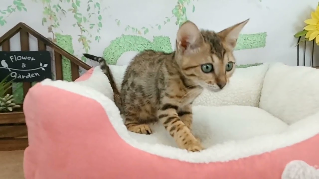 661635 ベンガル